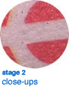 stage 2 : microscope closeups
